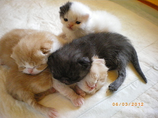 click for enlarge 1600 X 1200 178,0 Kb picture