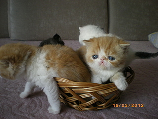 click for enlarge 1600 X 1200 165,2 Kb picture