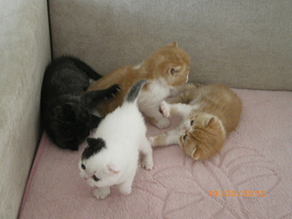 click for enlarge 1600 X 1200 992,1 Kb picture