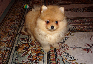 click for enlarge 800 X 551 161,4 Kb picture