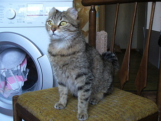 click for enlarge 1920 X 1440 843,5 Kb picture