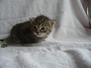 click for enlarge 1920 X 1440 316,7 Kb picture