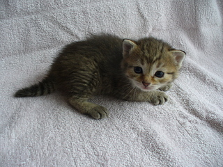 click for enlarge 1920 X 1440 291,6 Kb picture