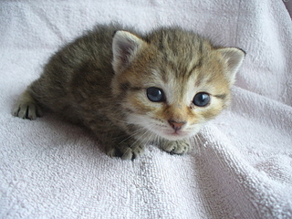 click for enlarge 1920 X 1440 213,4 Kb picture