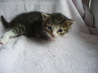 click for enlarge 1920 X 1440 279,6 Kb picture