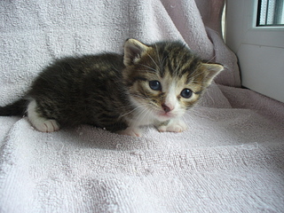 click for enlarge 1920 X 1440 254,7 Kb picture