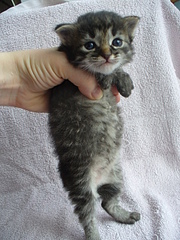 click for enlarge 1920 X 2560 586,8 Kb picture