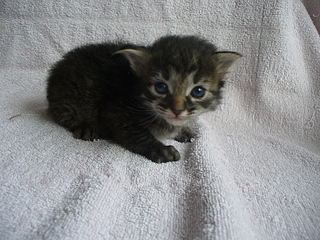 click for enlarge 1920 X 1440 296,4 Kb picture