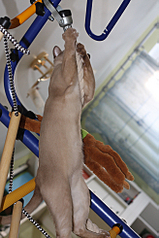 click for enlarge 653 X 980 488,2 Kb picture