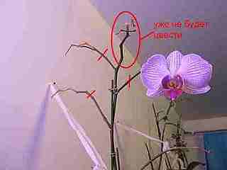 click for enlarge 400 X 300 6,3 Kb picture