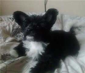 click for enlarge 480 X 414  27,4 Kb picture