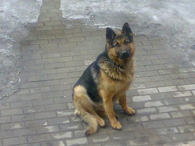 click for enlarge 604 X 453 45,1 Kb picture