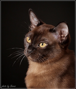 click for enlarge 878 X 1024 383,5 Kb picture