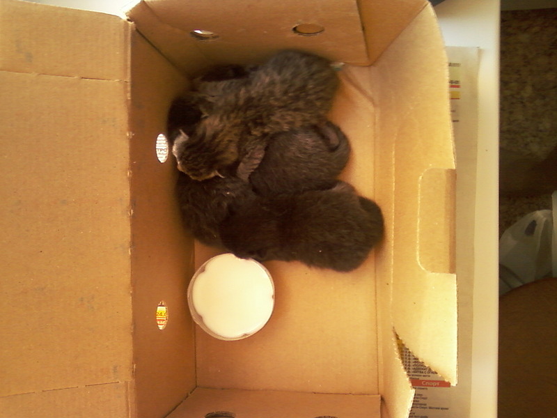 click for enlarge 1280 X 960 246,5 Kb picture