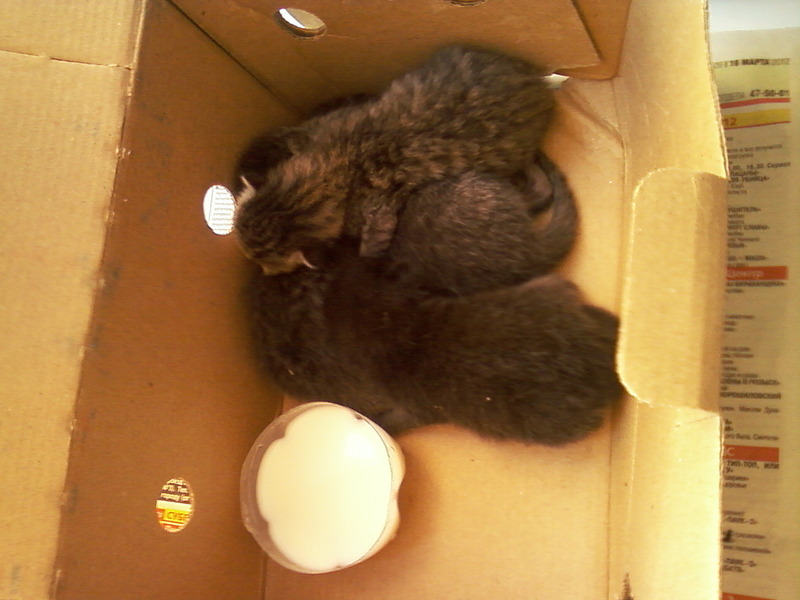 click for enlarge 1280 X 960 260,6 Kb picture