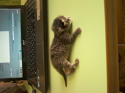 click for enlarge 1280 X 960 285,8 Kb picture