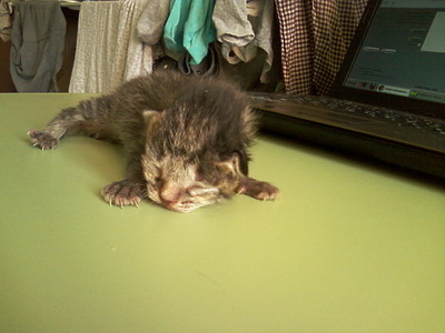 click for enlarge 1280 X 960 272,1 Kb picture