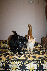 click for enlarge 1920 X 2880 377,5 Kb picture