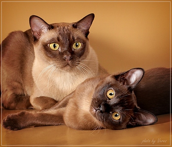 click for enlarge 1024 X 878 407,8 Kb picture