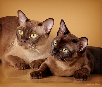 click for enlarge 1024 X 878 395,4 Kb picture