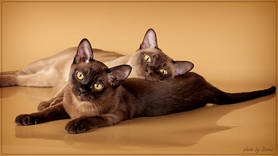 click for enlarge 1024 X 576 188,6 Kb picture