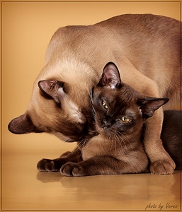 click for enlarge 878 X 1024 420,1 Kb picture