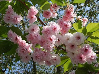 click for enlarge 800 X 600 110,9 Kb picture