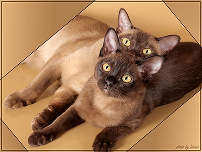 click for enlarge 1024 X 768 319,4 Kb picture