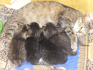 click for enlarge 1920 X 1440 312,0 Kb picture