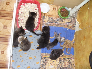 click for enlarge 1920 X 1440 309,5 Kb picture