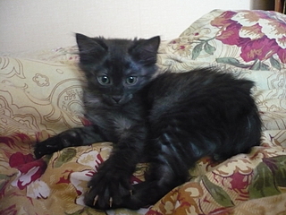 click for enlarge 1600 X 1200 830,0 Kb picture