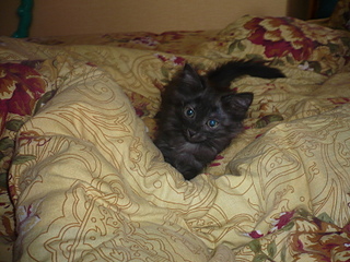 click for enlarge 1600 X 1200 834,0 Kb picture