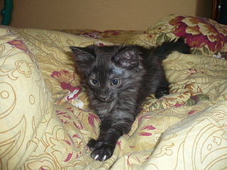 click for enlarge 1600 X 1200 829,6 Kb picture