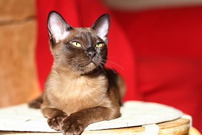 click for enlarge 1024 X 683 276,2 Kb picture