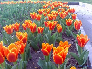click for enlarge 800 X 600 234,3 Kb picture