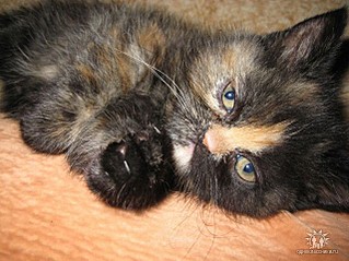 click for enlarge 640 X 479 70,7 Kb picture