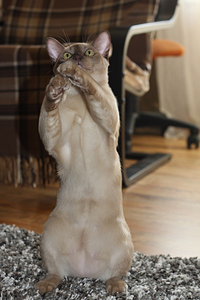 click for enlarge 648 X 972 443,5 Kb picture