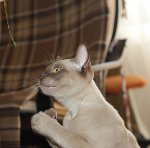 click for enlarge 890 X 881 544,4 Kb picture