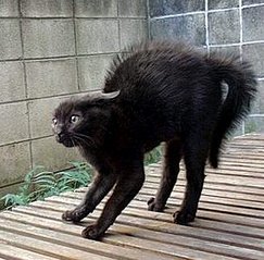 click for enlarge 320 X 315  30,1 Kb picture