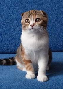 click for enlarge 1075 X 1509 479,5 Kb picture