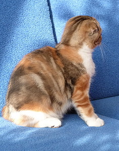 click for enlarge 1201 X 1526 668,0 Kb picture