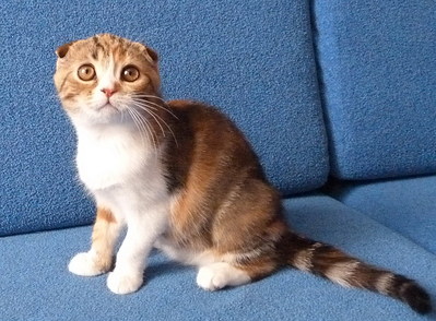 click for enlarge 1374 X 1012 457,8 Kb picture