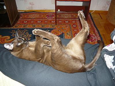click for enlarge 980 X 735 135,9 Kb picture