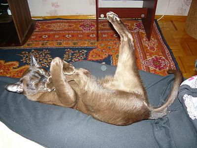 click for enlarge 980 X 735 148,3 Kb picture