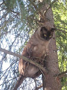 click for enlarge 512 X 682 100,0 Kb picture