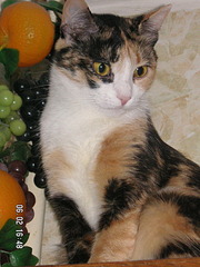 click for enlarge 1200 X 1600 629,8 Kb picture