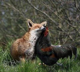 click for enlarge 500 X 449  43,6 Kb picture