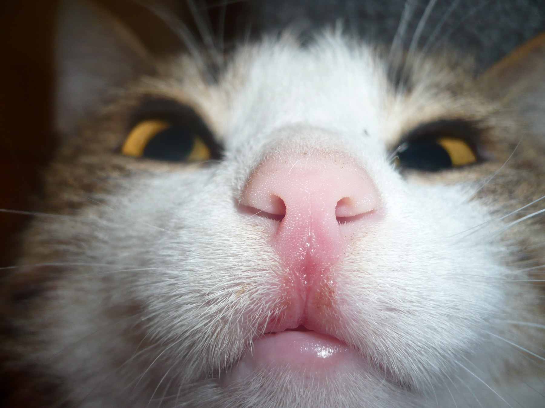 Кошка нос и рот
