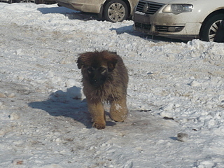 click for enlarge 1600 X 1200 832,7 Kb picture