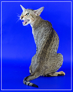 click for enlarge 1920 X 2413 384,8 Kb picture